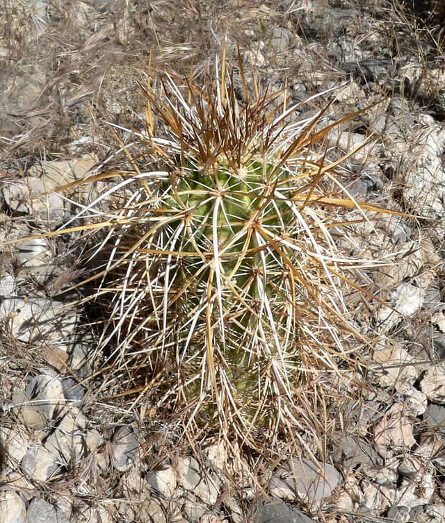 Engelmann's Hedgehog Cactus