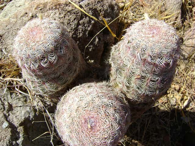 Cactus Erizo Arcoíris