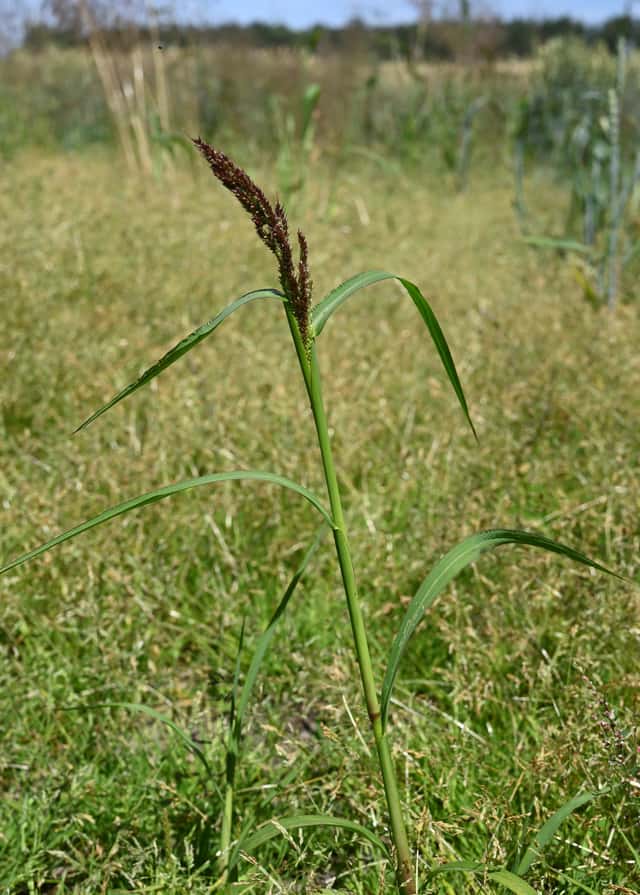 Capim-arroz