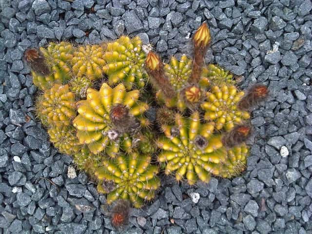 Green Ball Cactus