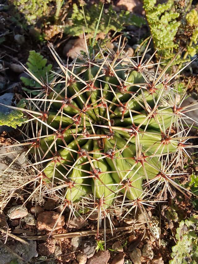 Cacto-bola
