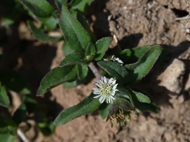 Eclipta