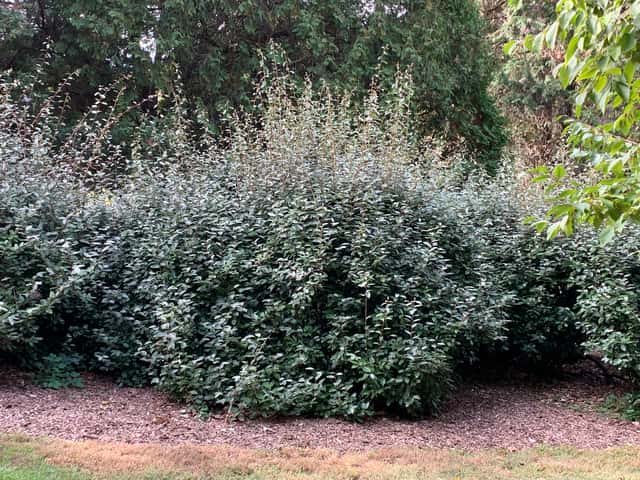 Ebbinge's Silverberry