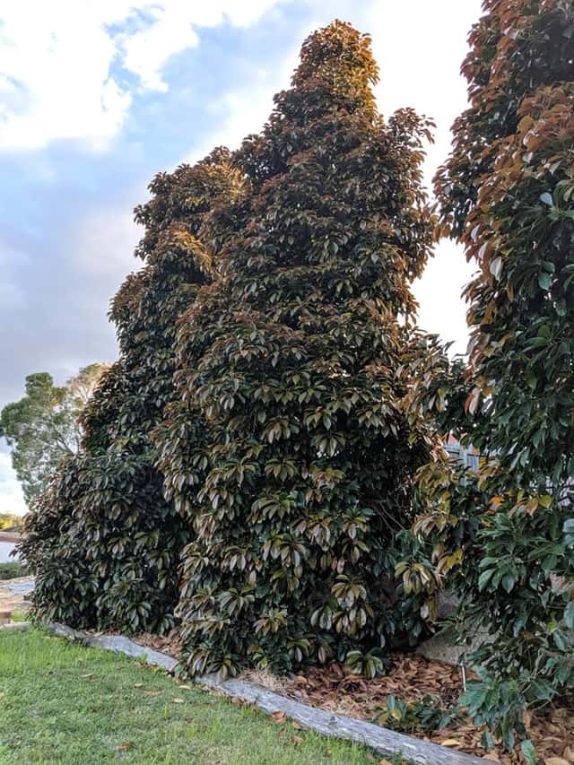 Eumundi kvandongs