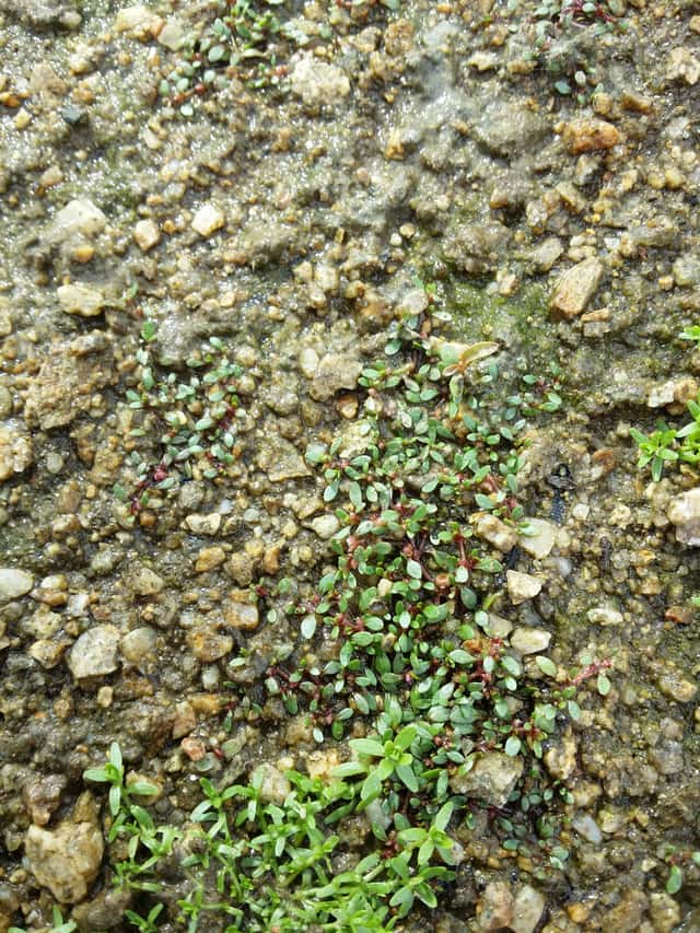 Eight-Stamened Waterwort