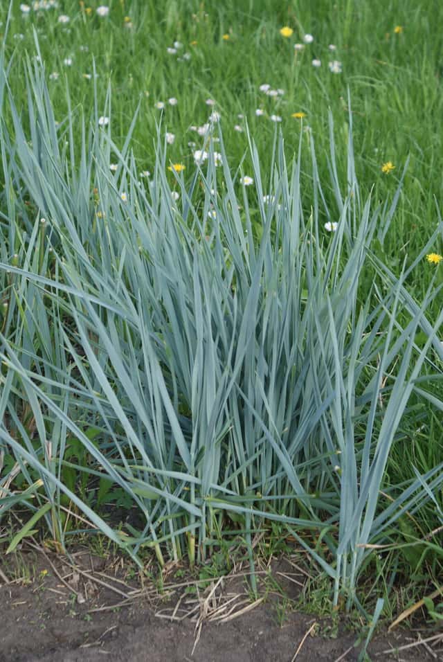 Elymus