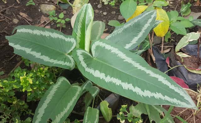 Engler's False Arum