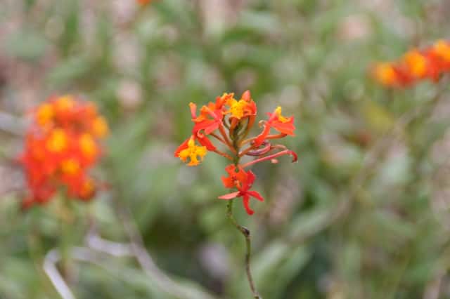 Epidendro