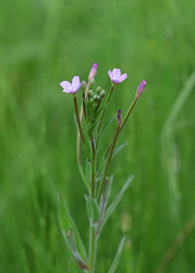 Epilóbio-de-flor-pequena