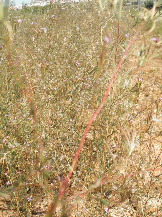 Square-stemmed Willowherb