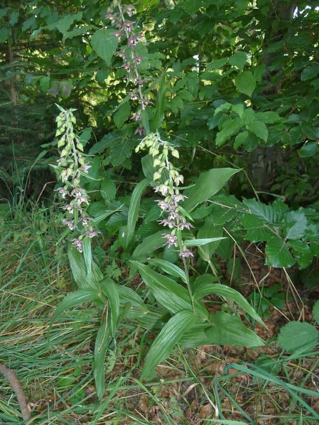 Stendelwurz