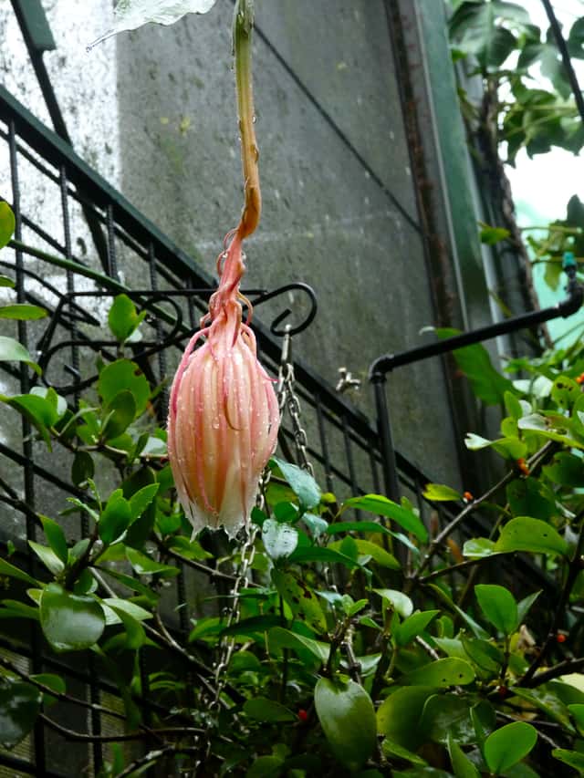 Orchideecactus