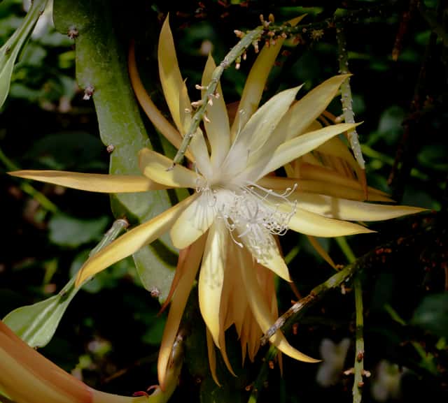 Fishbone cactus
