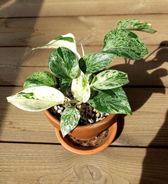 Potos Marble Queen