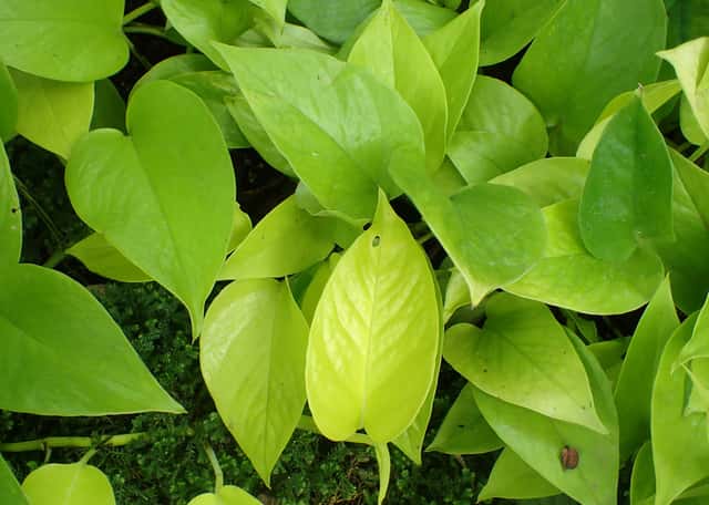 Neona pothos