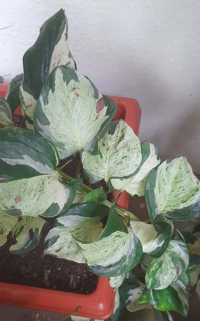 Epipremnum 'N'Joy'