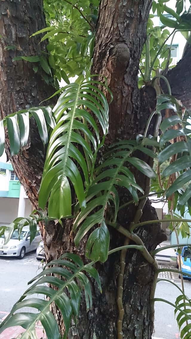 Dragon Tail Plant
