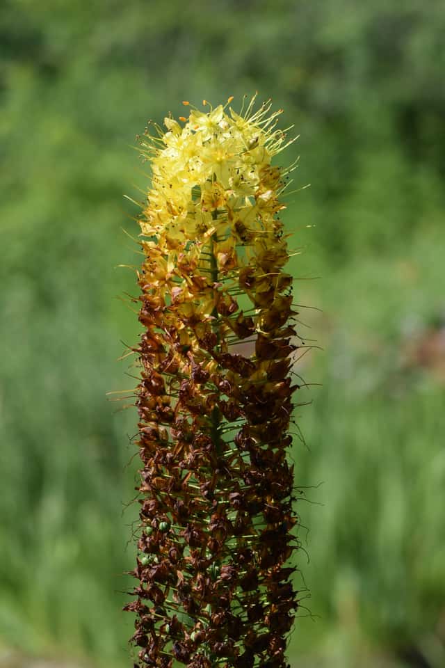 Lírio-das-estepes