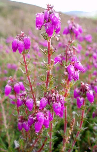 Bell heather