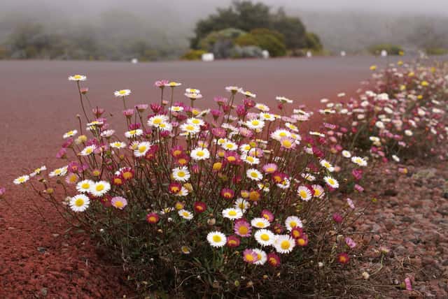 Fleabane