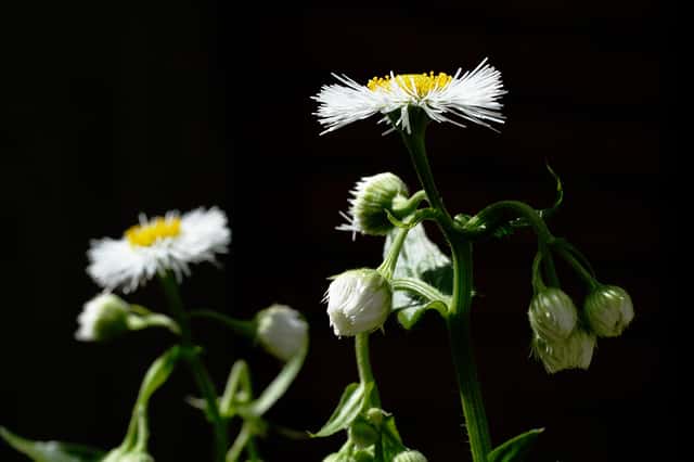 Eastern Daisy Fleabane