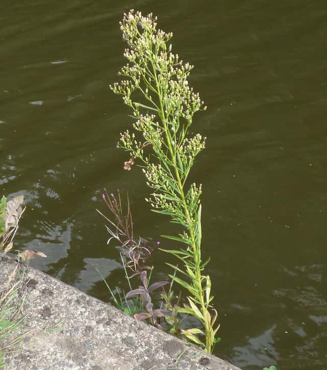 Buva-canadense