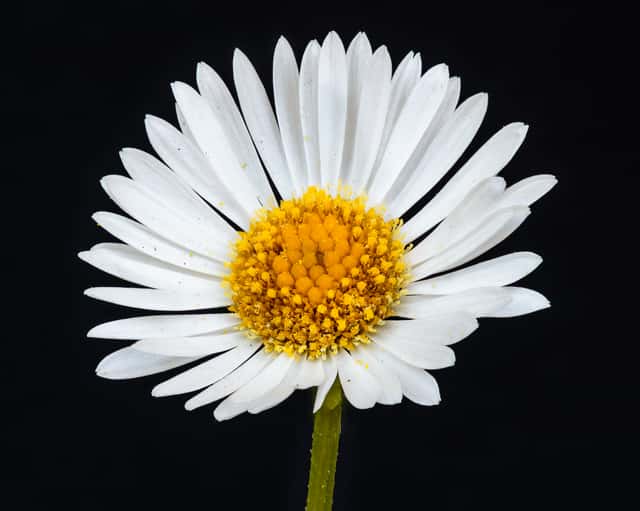 Margaridinha-do-México