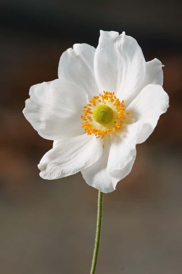 Japanese Anemone