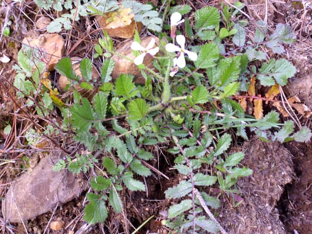 Rucola