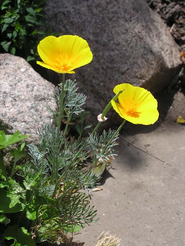 California Poppy