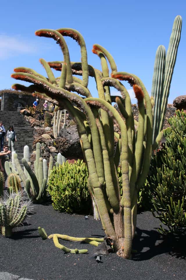 Espostoa guentheri