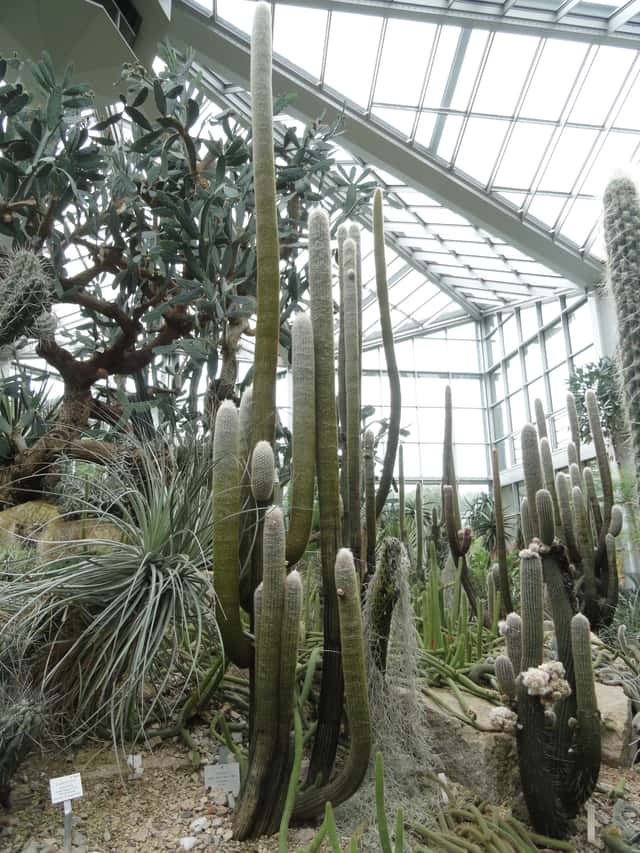 Cacto Cabeca-de-Velho