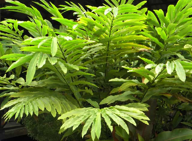 Bastão-do-imperador