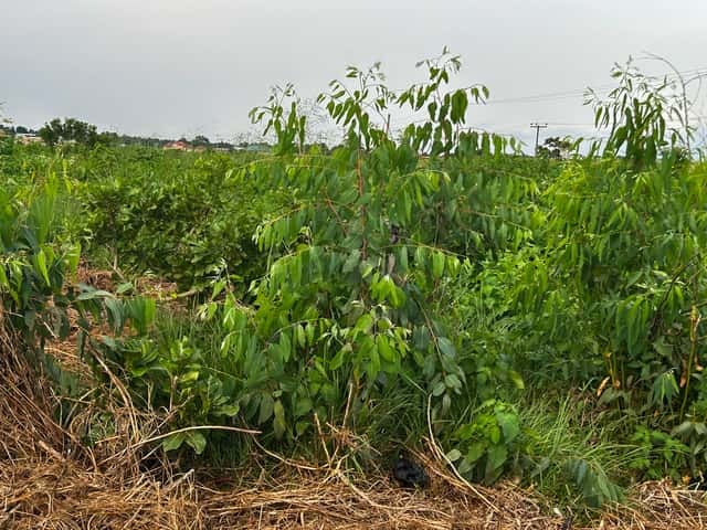 Eucalyptus