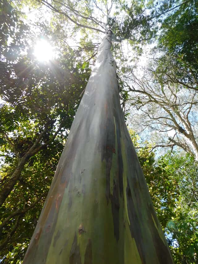 Eucalipto-arco-íris