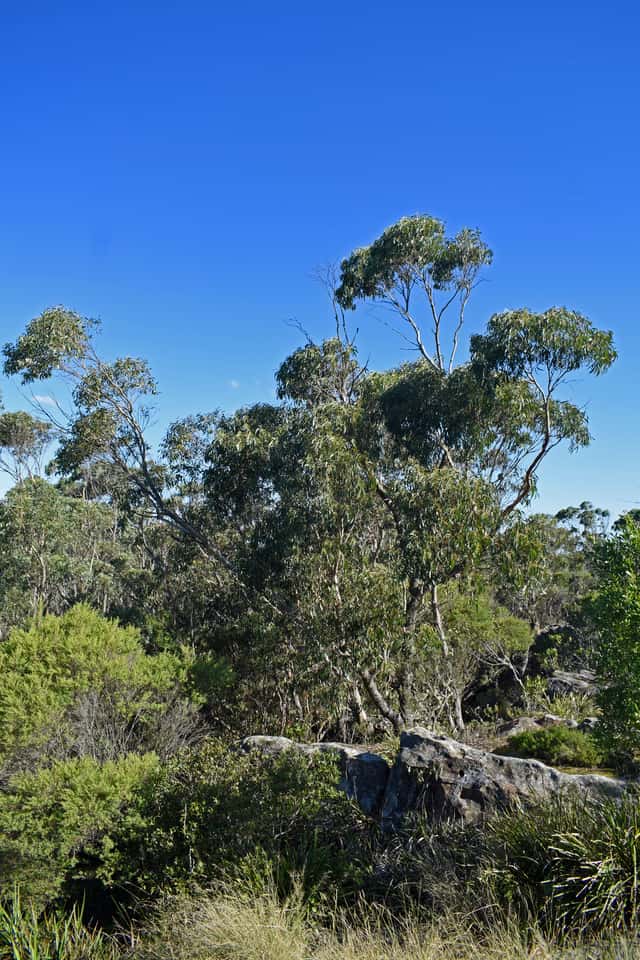 Tasmanian Blue Gum