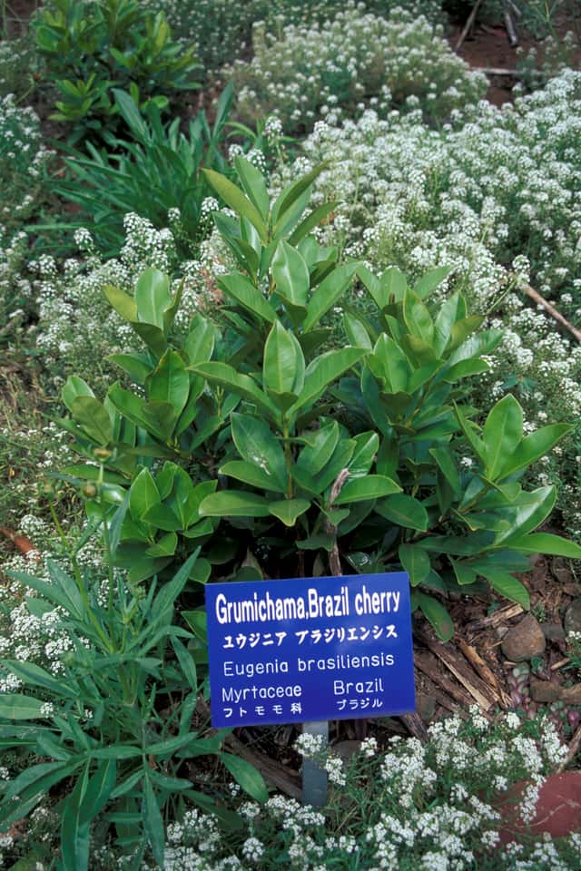 Grumixama