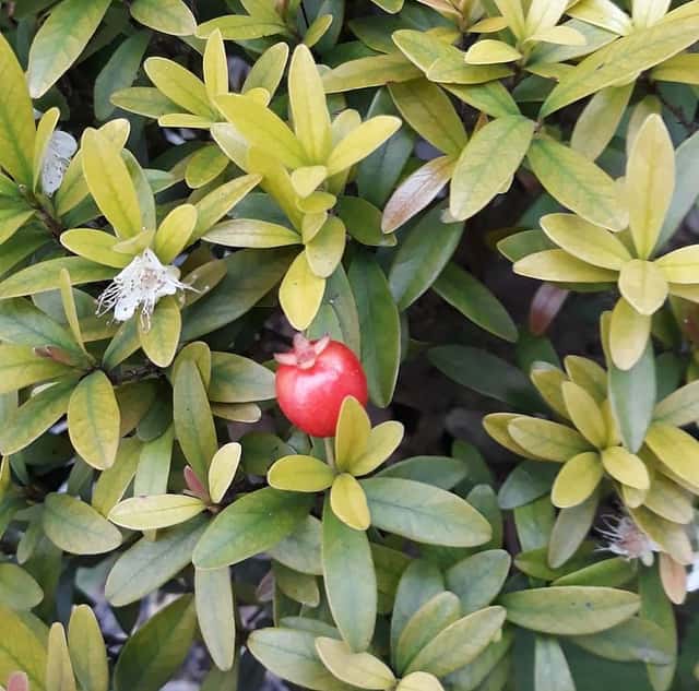 Dwarf Eugenia