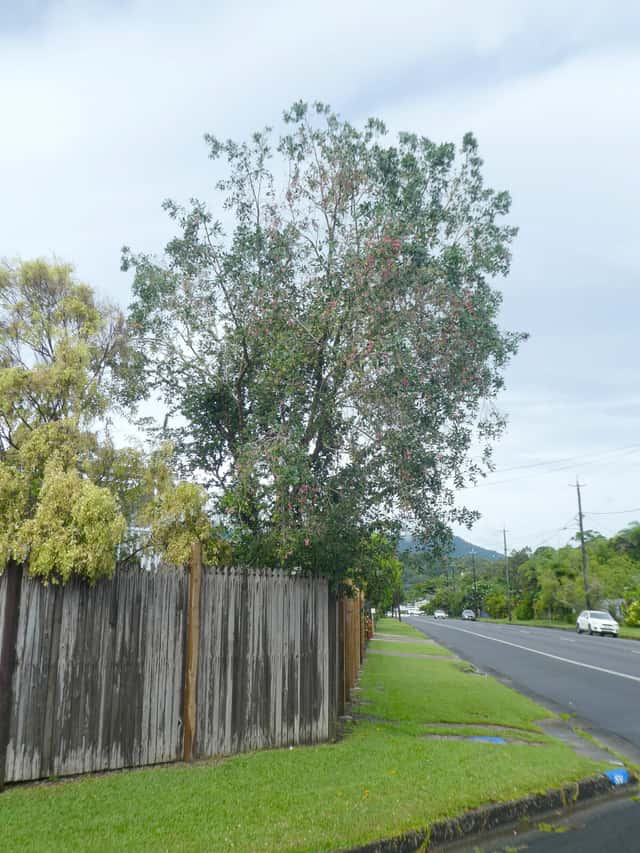 Cereza Australiana