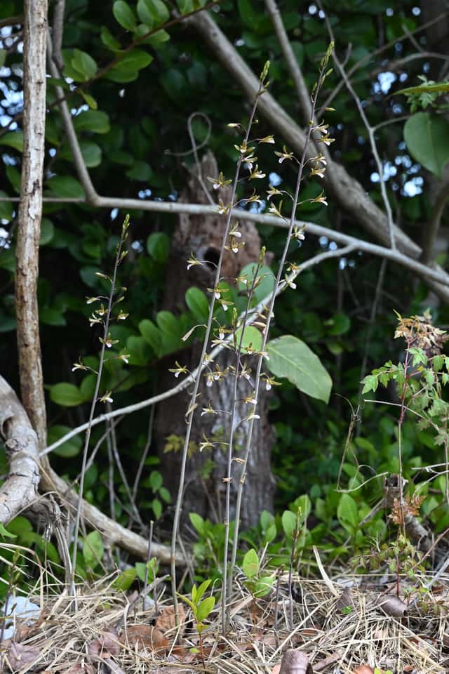 Chinese Crown Orchid