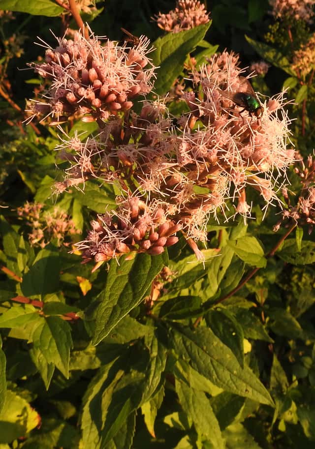 Boneset