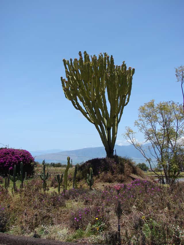 Euforbia candelabro