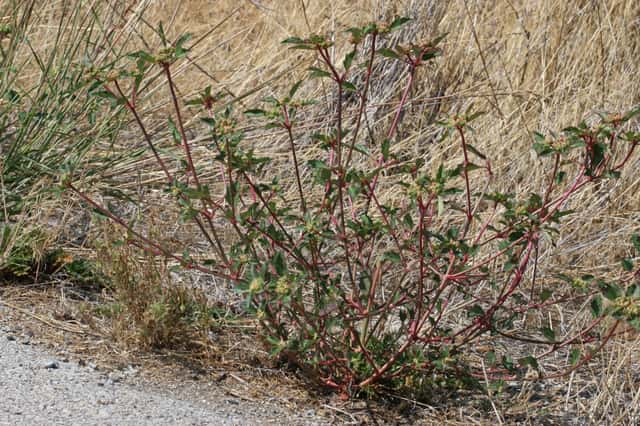 David's Spurge