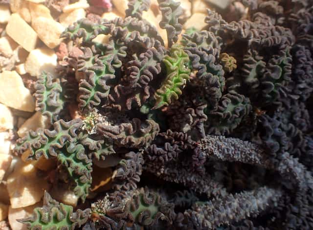 Decary's Euphorbia