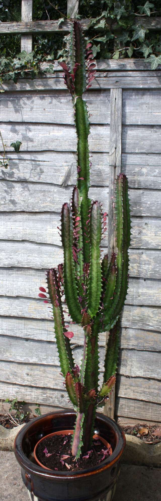Spurge