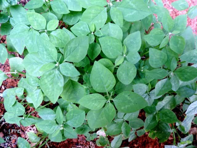 Grassleaf Spurge