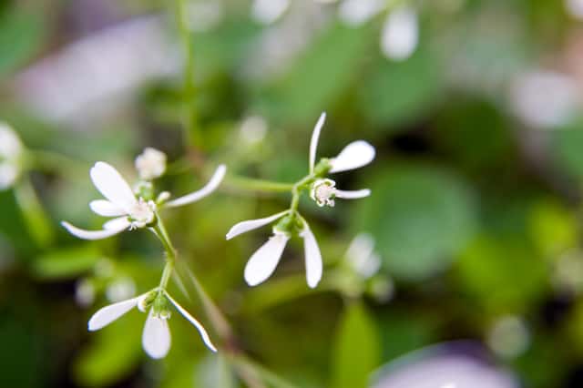 Euforbia Diamond Frost