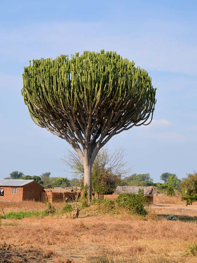 Árbol candelabro