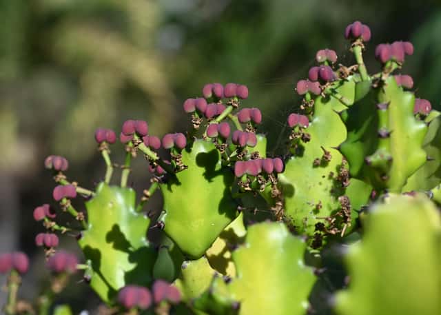 Mottled Spurge