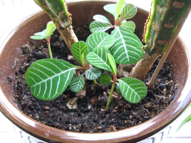 Joia de Madagascar